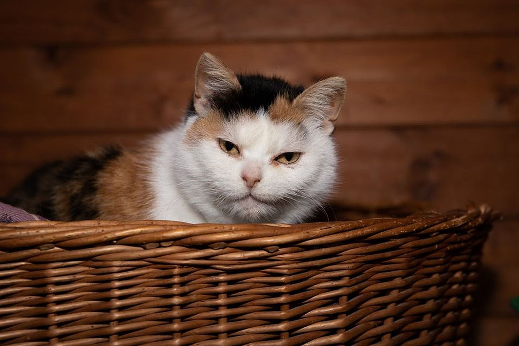 Újra lehet kutyákat és macskákat örökbefogadni a HEROSZ Állatotthonban